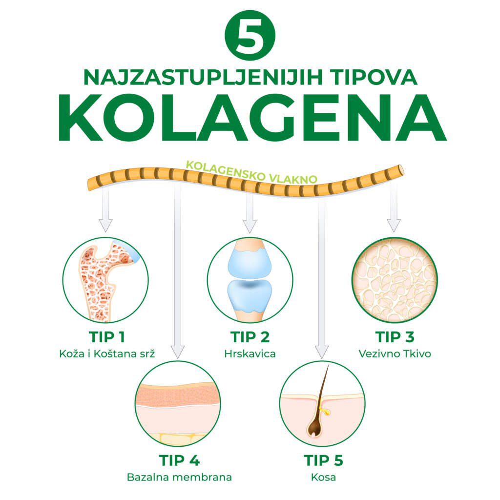 kolagen 5 tipova
